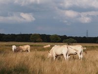 NL, Drenthe, Hoogeveen, Boereveense plassen 2, Saxifraga-Hans Dekker